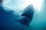 The Great White Shark is the world's largest predatory fish