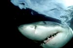 Unmistakable: The Great White Shark