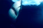 Great White Shark ascending to the ocean surface