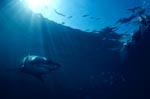 Great White shark swimming near water surface