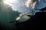 Great White Shark emerging from the dark water