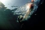 Approaching unnoticed, the Great White Shark snaps with its sharp teeth