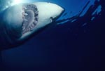 Great White Shark close up