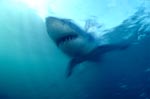 Great White Shark – one of the sea’s most impressive predator
