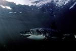 Great white shark - at home in the world's oceans