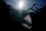 The Great White Shark on its way toward the light