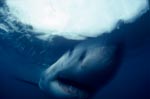 Great White Shark close up