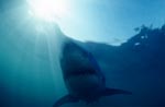 Great White Shark - a beautiful animal