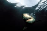 Great White shark (Carcharodon carcharias) 