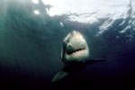 The Greate White Shark – a perfect creation of evolution