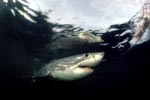 The Great White Shark plays a key role in the marine ecosystem