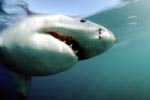 An elegant predator: the Great White Shark off Geyser Rock