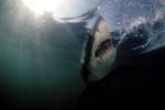 The phantom of the depth - the Great White Shark