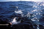 Great White shark heading for the bait