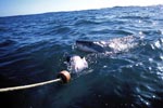 Great White shark snapping at the fish bait