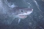 The great white shark considered the world over water