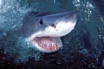 The great white shark lifts its head over water
