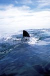 White shark dorsal fin cutting through the water