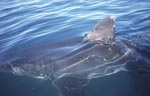 Impressive white shark dorsal fin