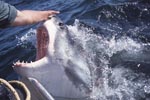 Touching the nose of a Great White Shark