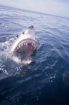 Great white shark JAWS on the sea surface