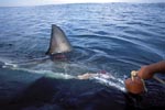 Great white shark dorsal fin right on the boat