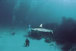 Divers observed blacktip shark