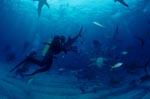 Caribbean reffsharks and Blacktip Sharks - Shark Rodeo
