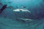 Shark Rodeo - Caribbean reef sharks and Blacktip Sharks