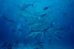 Caribbean Reff Sharks and Blacktip Sharks - Shark Rodeo