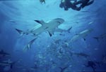 Shark Rodeo - Meeting of Caribbean reef sharks and Blacktip Sharks