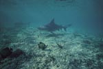 Bull- and Lemon Sharks in shallow water