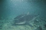 Two Bull Sharks in poor underwater visibility