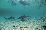 Bull Sharks (Carcharhinus leucas) in shallow water