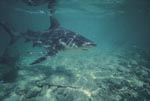 Bull Shark cutting through the shallow water 