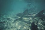 Lemon Shark and Bull Sharks in shallow water