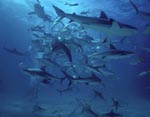 Shark Rodeo - Caribbean Reff Sharks and Blacktip Sharks 