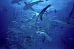 Shark Rodeo - Caribbean Reff Sharks and Blacktip Sharks 