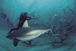 Shark Rodeo - Caribbean reef sharks and Blacktip Sharks