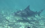 Bull shark close above the sea floor	