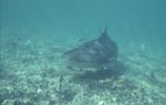 Bullenhai unterwegs im flachen Wasser