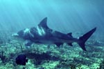 Bull Shark swimming close to the seabed