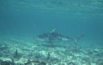 Bullenhai schwimmt ueber mit Bewuchs bedeckten Meeresgrund