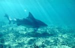 Sun rays illuminate the path of a Bull shark