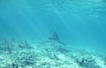 Frontal anschwimmender Bullenhai