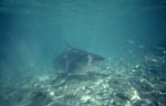 Anschwimmender Bullenhai beginnt abzudrehen