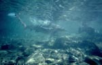 Von Angesicht zu Angesicht: Bullenhai und Schnorchler beobachten sich