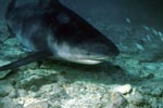 Bull Shark a few centimetres above the seabed