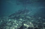 Bullenhai Gruppe zeigt großes Interesse und naehert sich schnell<br><br><br><br><br><br>