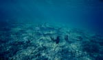 Sonnenstrahlen streifen den Bullenhai am flachen Meeresgrund